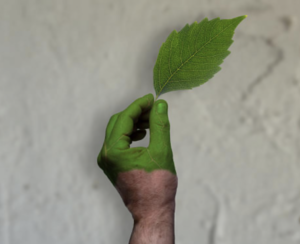 hand holding a leaf