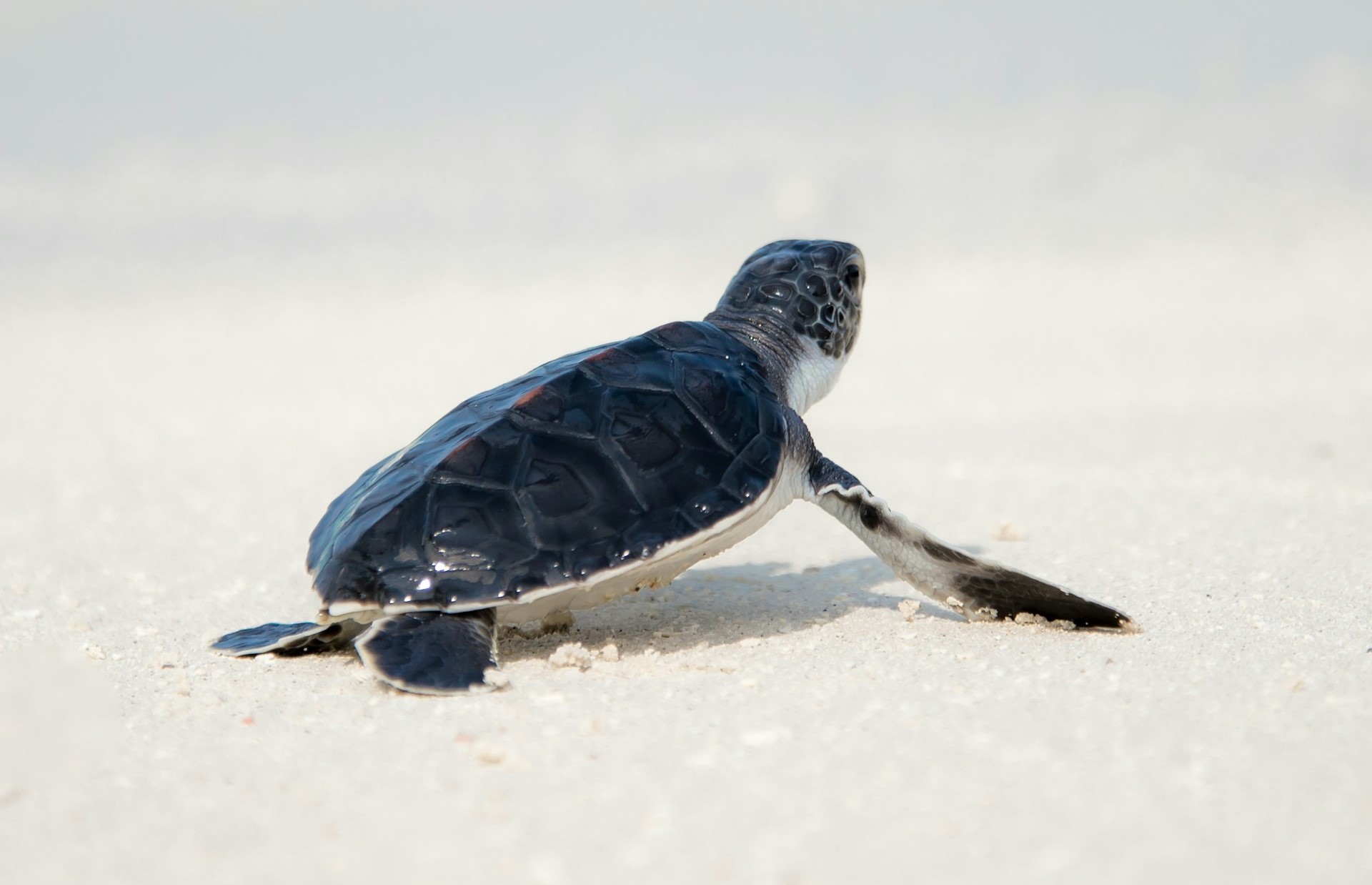 Baby turtle on sand